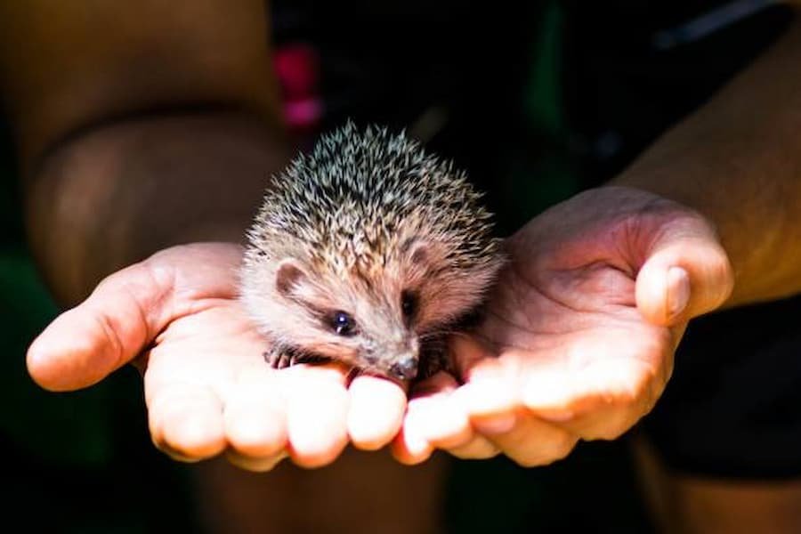 Situations where you can Call Help for a Hedgehog 