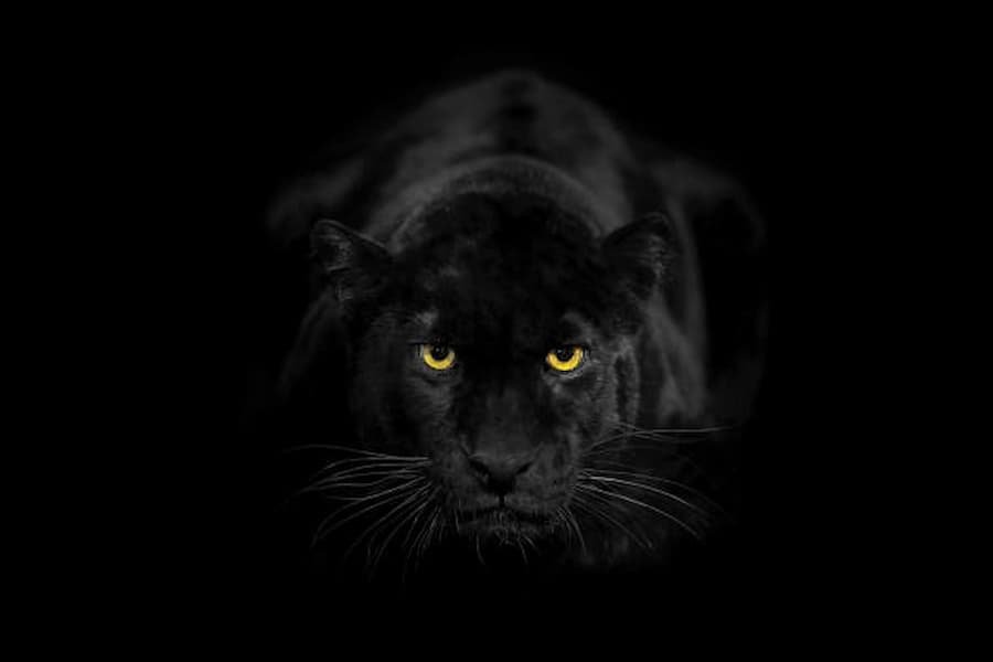 Spiritual Meaning of Black Panther in Dream