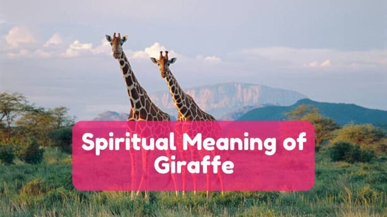 Spiritual Meaning of Giraffe