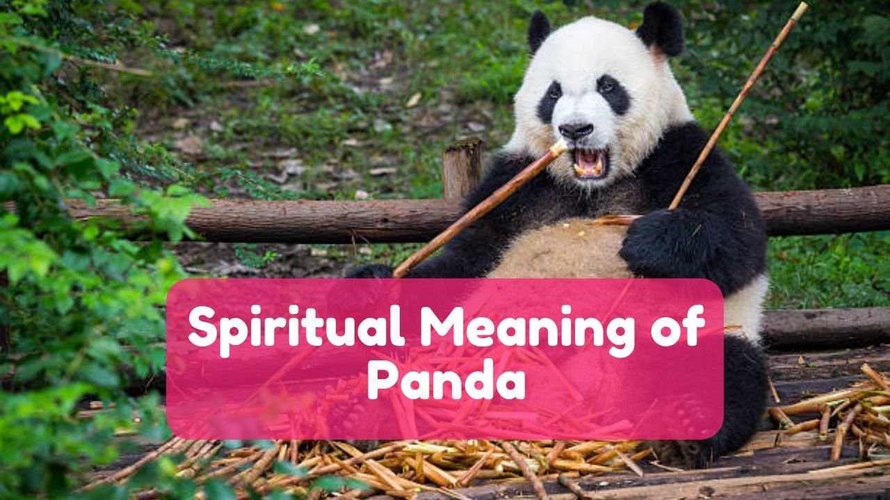 Spiritual Meaning of Panda