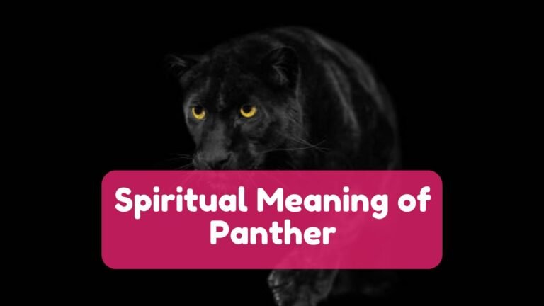 Spiritual Meaning of Panther