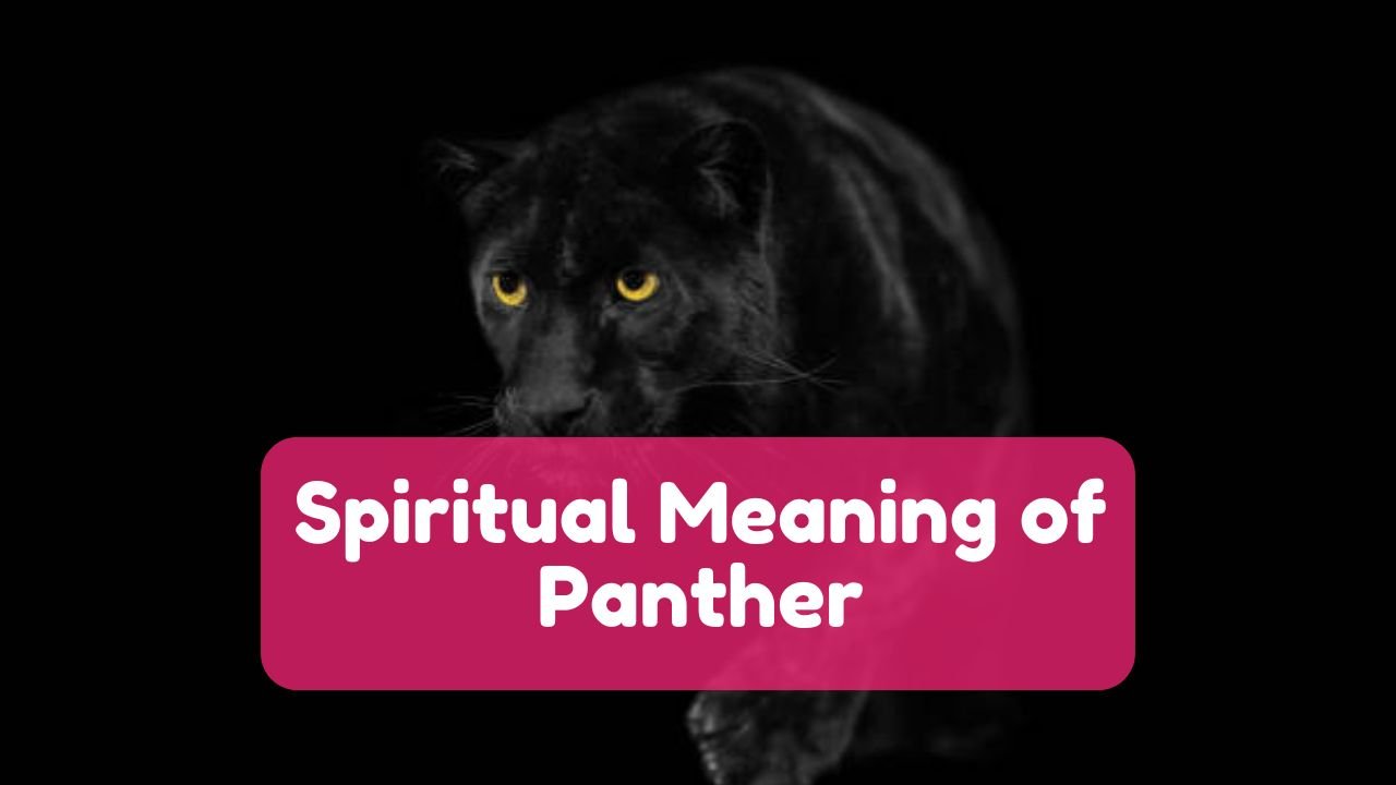 Spiritual Meaning of Panther