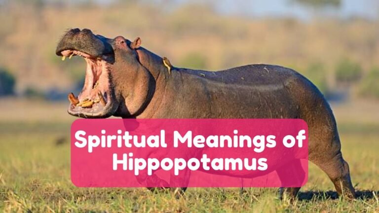 Spiritual Meanings of Hippopotamus