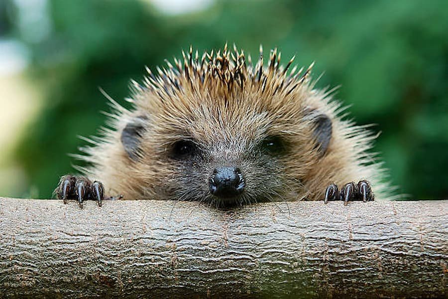 What is the Spiritual meaning of Hedgehog