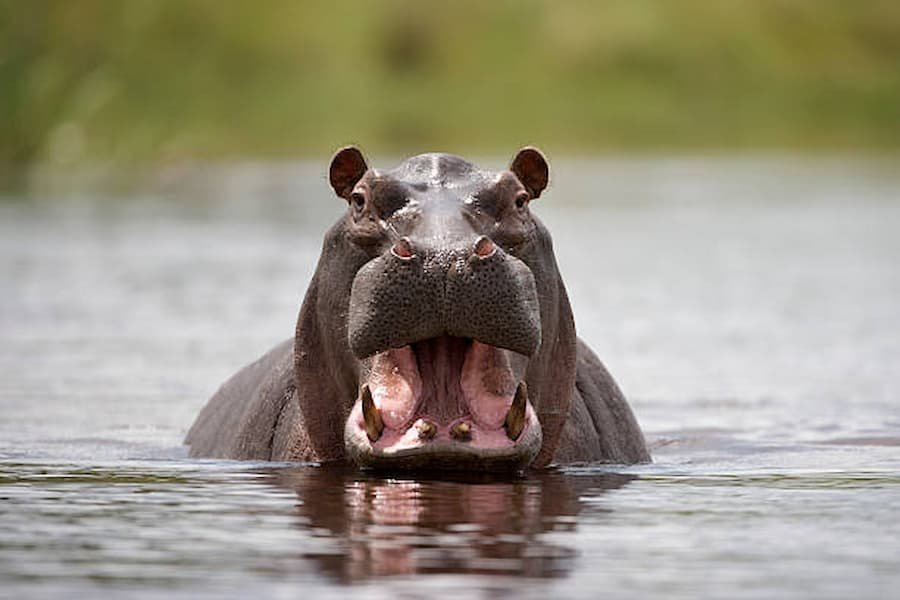 spiritual nature of the Hippopotamus mean